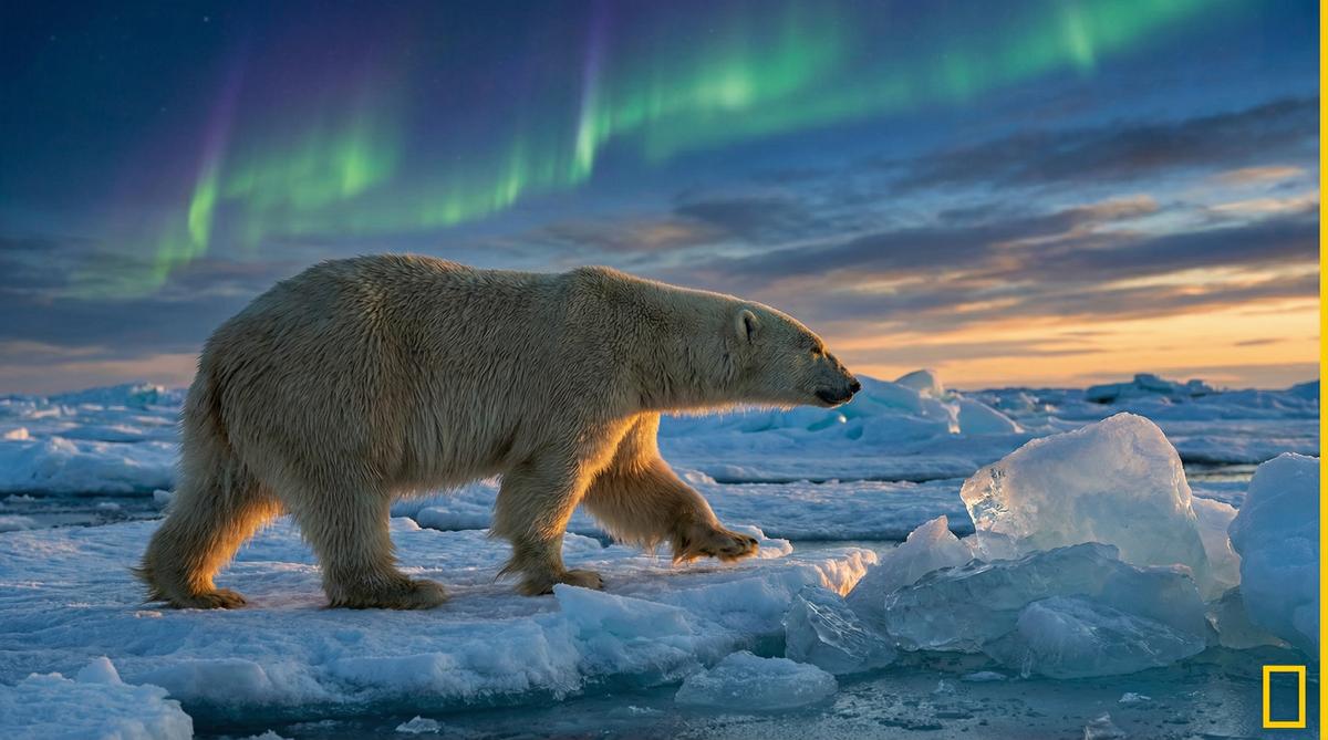萝莉岛北极熊视频